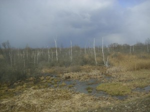 Sumpflandschaft zwischen Smolensk und Wjasma