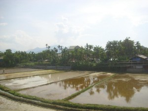 Reisfelder entlang der Strecke